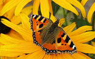 Small Tortoiseshell (Nymphalis urticae)